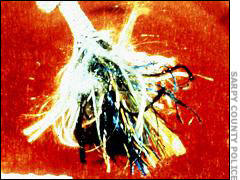 PG-Frayed-end-of-rope,-dist.jpg