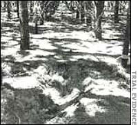 birnie-gravesite-1.jpg