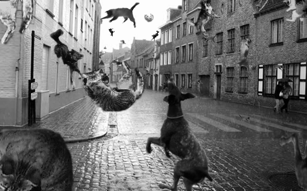 Raining_Cats_and_Dogs_by_lilielf.jpg