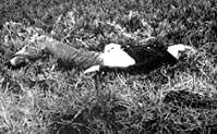 Eric-Church,-victim.jpg