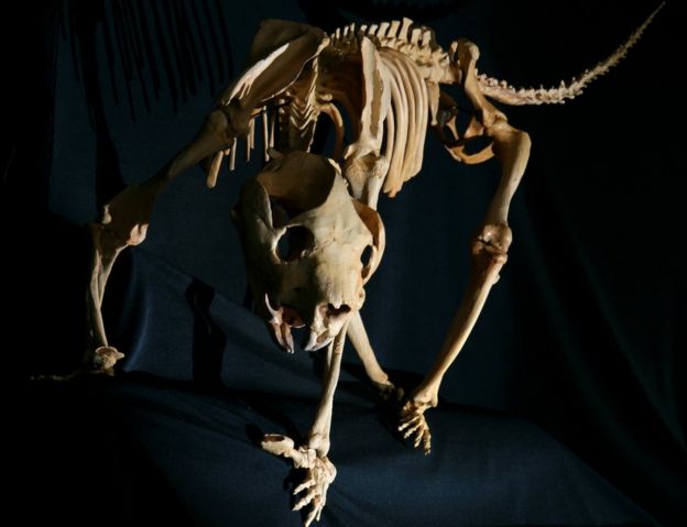 _88272126_lion2.jpg