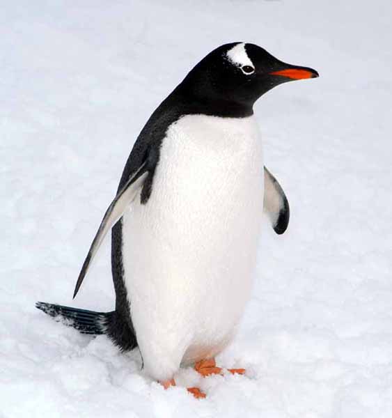 penguin_1.jpg