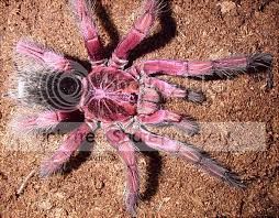 pink.jpg