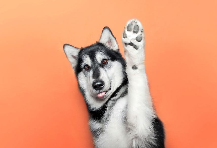 malamute-min.jpg