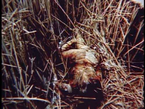june-stotts-murder-scene.jpg