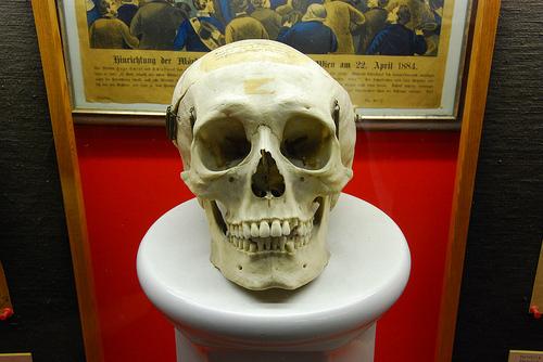 schenk-skull.JPG